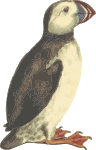 Puffin (isolated)